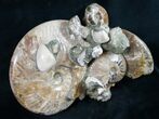 Beautiful Polished Ammonite Cluster - / Wide #9559-6